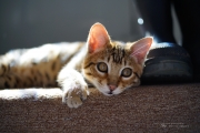 On Sony A7R II-9