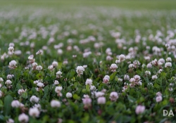 Bokeh-10