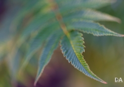 Bokeh-12