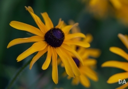 Bokeh-16