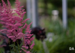Bokeh-17
