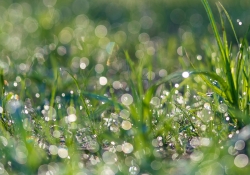 Bokeh-8