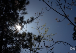 Flare-2