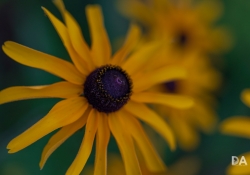 Macro-11