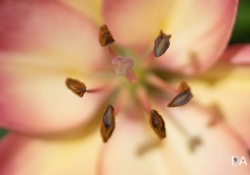 Macro-2