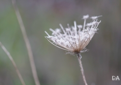 Macro-3