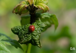 Macro-5