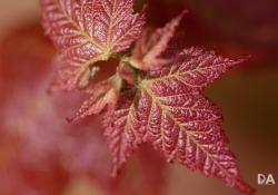 Macro-6