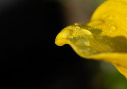 Macro-7