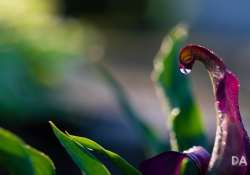 Macro-8