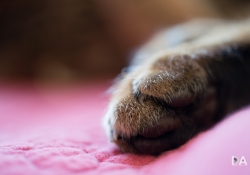Macro