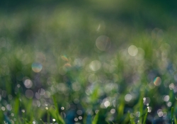 Dewy Samples-2 Dewy Samples-2