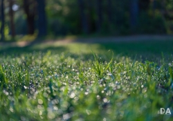 Dewy Samples Dewy Samples