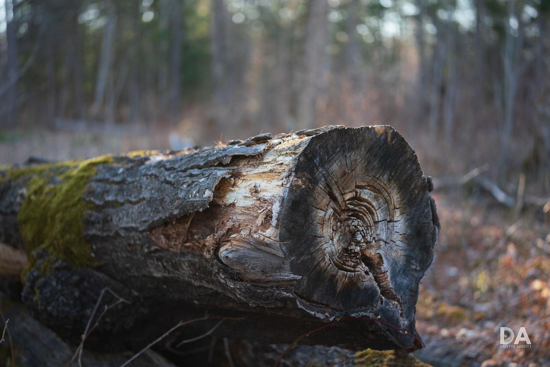 Voigtländer APO-Lanthar 50mm F2 Review - DustinAbbott.net