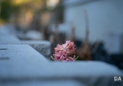 27-Bokeh-4
