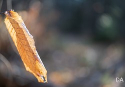 27-Bokeh-9