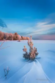Winter's Splendor #4 - Frosted