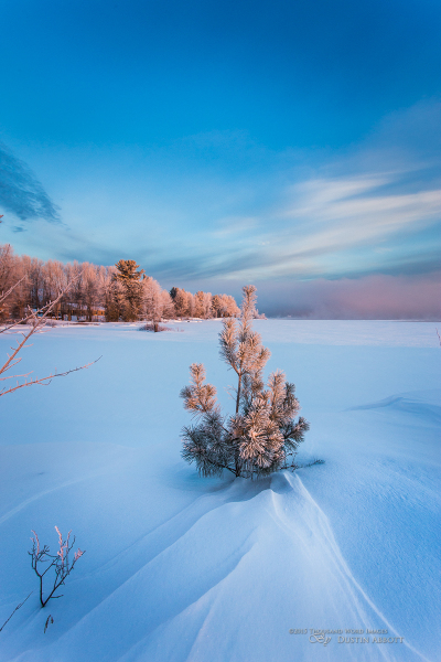 Winter's Splendor #4 - Frosted