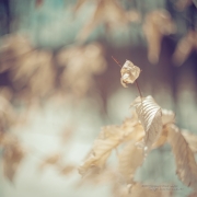 Glorious Imperfections