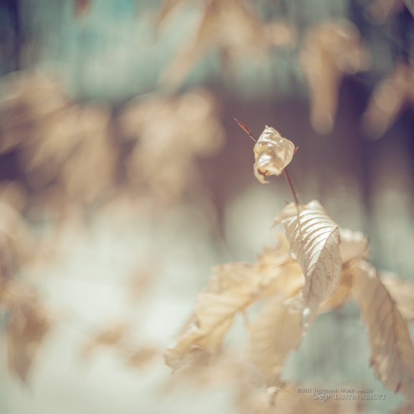 Glorious Imperfections