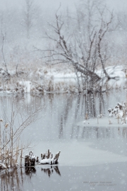 As the Snow Falls