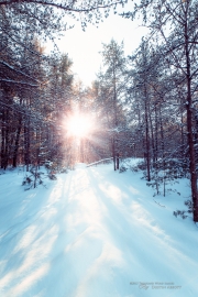Winterflare