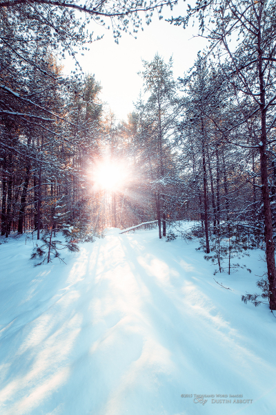 Winterflare