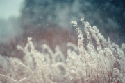 Snow Bokeh