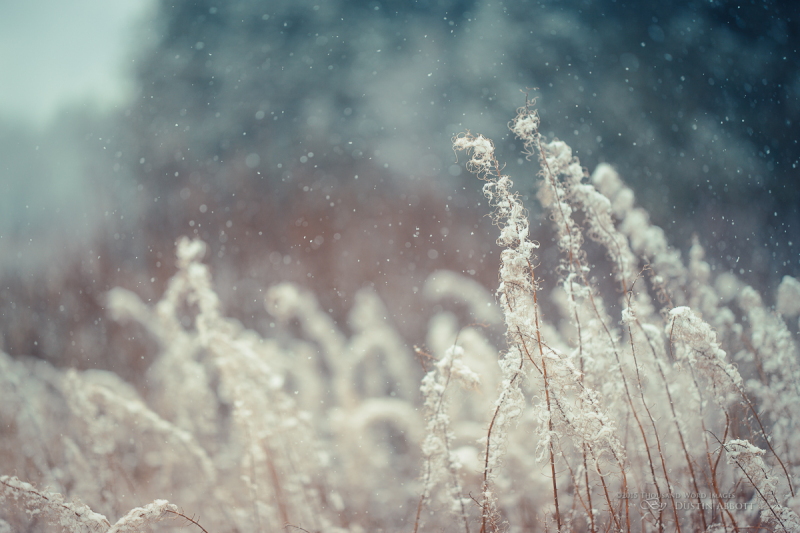 Snow Bokeh