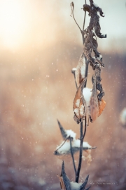 Beautiful Dead Plant