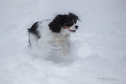 Fresh Powder