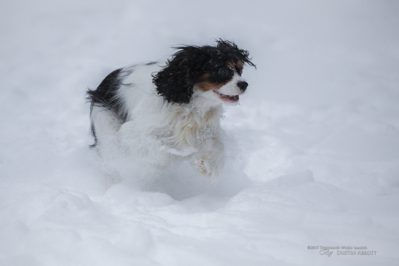 Fresh Powder
