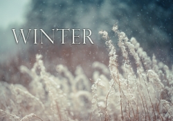 Snow Bokeh
