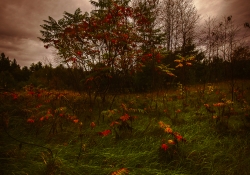 Sumac's Season