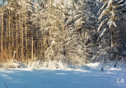 22-Real-World-Landscape-9