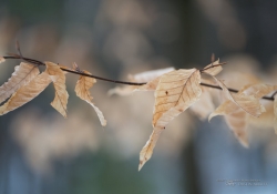 Autofocus Accuracy