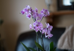 Low Shutter Speed-2