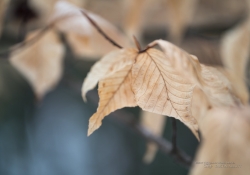 Rendering-3