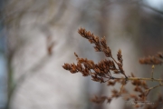Fog and Rain-10