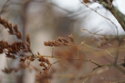 Fog and Rain-11