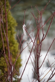 Fog and Rain-7