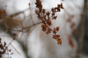 Fog and Rain-8
