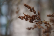 Fog and Rain-9