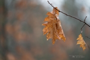 More Batis-19