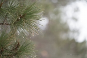 More Batis-20