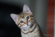 More Batis-9