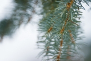 Zeiss Batis 135 First Samples-10