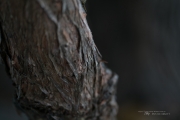 Zeiss Batis 135 First Samples-12