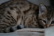 Zeiss Batis 135 First Samples-3