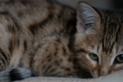 Zeiss Batis 135 First Samples-4